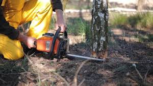 Leaf Removal in South Dos Palos, CA