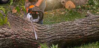 Why Choose Our Tree Removal Services in South Dos Palos, CA?