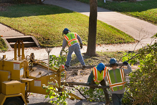 Professional  Tree Services in South Dos Palos, CA